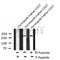AF8130 staining Hela by IF/ICC. The sample were fixed with PFA and permeabilized in 0.1% Triton X-100,then blocked in 10% serum for 45 minutes at 25¡ãC. The primary antibody was diluted at 1/200 and incubated with the sample for 1 hour at 37¡ãC. An  Alexa Fluor 594 conjugated goat anti-rabbit IgG (H+L) Ab, diluted at 1/600, was used as the secondary antibod
