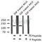 AF8131 staining COS7 by IF/ICC. The sample were fixed with PFA and permeabilized in 0.1% Triton X-100,then blocked in 10% serum for 45 minutes at 25¡ãC. The primary antibody was diluted at 1/200 and incubated with the sample for 1 hour at 37¡ãC. An  Alexa Fluor 594 conjugated goat anti-rabbit IgG (H+L) Ab, diluted at 1/600, was used as the secondary antibod