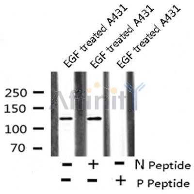 AF8131 staining COS7 by IF/ICC. The sample were fixed with PFA and permeabilized in 0.1% Triton X-100,then blocked in 10% serum for 45 minutes at 25¡ãC. The primary antibody was diluted at 1/200 and incubated with the sample for 1 hour at 37¡ãC. An  Alexa Fluor 594 conjugated goat anti-rabbit IgG (H+L) Ab, diluted at 1/600, was used as the secondary antibod