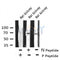 AF8132 staining Hela cells by IF/ICC. The sample were fixed with PFA and permeabilized in 0.1% Triton X-100,then blocked in 10% serum for 45 minutes at 25¡ãC. The primary antibody was diluted at 1/200 and incubated with the sample for 1 hour at 37¡ãC. An  Alexa Fluor 594 conjugated goat anti-rabbit IgG (H+L) antibody(Cat.