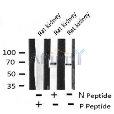 AF8132 staining Hela cells by IF/ICC. The sample were fixed with PFA and permeabilized in 0.1% Triton X-100,then blocked in 10% serum for 45 minutes at 25¡ãC. The primary antibody was diluted at 1/200 and incubated with the sample for 1 hour at 37¡ãC. An  Alexa Fluor 594 conjugated goat anti-rabbit IgG (H+L) antibody(Cat.