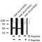 AF8134 staining 293 by IF/ICC. The sample were fixed with PFA and permeabilized in 0.1% Triton X-100,then blocked in 10% serum for 45 minutes at 25¡ãC. The primary antibody was diluted at 1/200 and incubated with the sample for 1 hour at 37¡ãC. An  Alexa Fluor 594 conjugated goat anti-rabbit IgG (H+L) Ab, diluted at 1/600, was used as the secondary antibod