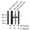 AF8137 staining HepG2 by IF/ICC. The sample were fixed with PFA and permeabilized in 0.1% Triton X-100,then blocked in 10% serum for 45 minutes at 25¡ãC. The primary antibody was diluted at 1/200 and incubated with the sample for 1 hour at 37¡ãC. An  Alexa Fluor 594 conjugated goat anti-rabbit IgG (H+L) Ab, diluted at 1/600, was used as the secondary antibod