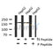 AF8139 at 1/200 staining Rat testis tissue sections by IHC-P. The tissue was formaldehyde fixed and a heat mediated antigen retrieval step in citrate buffer was performed. The tissue was then blocked and incubated with the antibody for 1.5 hours at 22¡ãC. An HRP conjugated goat anti-rabbit antibody was used as the secondary
