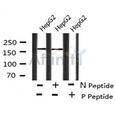 AF8139 at 1/200 staining Rat testis tissue sections by IHC-P. The tissue was formaldehyde fixed and a heat mediated antigen retrieval step in citrate buffer was performed. The tissue was then blocked and incubated with the antibody for 1.5 hours at 22¡ãC. An HRP conjugated goat anti-rabbit antibody was used as the secondary
