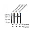 AF8141 at 1/200 staining Rat lung tissue sections by IHC-P. The tissue was formaldehyde fixed and a heat mediated antigen retrieval step in citrate buffer was performed. The tissue was then blocked and incubated with the antibody for 1.5 hours at 22¡ãC. An HRP conjugated goat anti-rabbit antibody was used as the secondary
