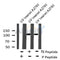 AF8143 at 1/200 staining Rat lung tissue sections by IHC-P. The tissue was formaldehyde fixed and a heat mediated antigen retrieval step in citrate buffer was performed. The tissue was then blocked and incubated with the antibody for 1.5 hours at 22¡ãC. An HRP conjugated goat anti-rabbit antibody was used as the secondary