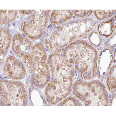 AF0611 staining Hela by IF/ICC. The sample were fixed with PFA and permeabilized in 0.1% Triton X-100,then blocked in 10% serum for 45 minutes at 25¡ãC. The primary antibody was diluted at 1/200 and incubated with the sample for 1 hour at 37¡ãC. An  Alexa Fluor 594 conjugated goat anti-rabbit IgG (H+L) Ab, diluted at 1/600, was used as the secondary antibod