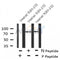 AF8147 staining Hela by IF/ICC. The sample were fixed with PFA and permeabilized in 0.1% Triton X-100,then blocked in 10% serum for 45 minutes at 25¡ãC. The primary antibody was diluted at 1/200 and incubated with the sample for 1 hour at 37¡ãC. An  Alexa Fluor 594 conjugated goat anti-rabbit IgG (H+L) Ab, diluted at 1/600, was used as the secondary antibod