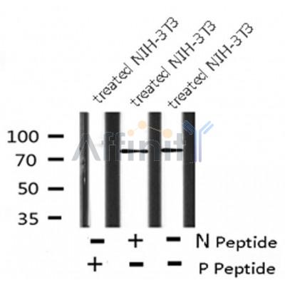 AF8147 staining Hela by IF/ICC. The sample were fixed with PFA and permeabilized in 0.1% Triton X-100,then blocked in 10% serum for 45 minutes at 25¡ãC. The primary antibody was diluted at 1/200 and incubated with the sample for 1 hour at 37¡ãC. An  Alexa Fluor 594 conjugated goat anti-rabbit IgG (H+L) Ab, diluted at 1/600, was used as the secondary antibod