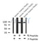 Western blot analysis FGFR3 (Phospho-Tyr760) using serum treated HuvEc whole cell lysates