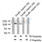 AF8153 staining COS7 by IF/ICC. The sample were fixed with PFA and permeabilized in 0.1% Triton X-100,then blocked in 10% serum for 45 minutes at 25¡ãC. The primary antibody was diluted at 1/200 and incubated with the sample for 1 hour at 37¡ãC. An  Alexa Fluor 594 conjugated goat anti-rabbit IgG (H+L) Ab, diluted at 1/600, was used as the secondary antibod