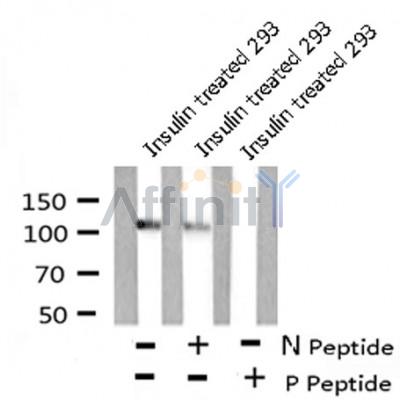 AF8153 staining COS7 by IF/ICC. The sample were fixed with PFA and permeabilized in 0.1% Triton X-100,then blocked in 10% serum for 45 minutes at 25¡ãC. The primary antibody was diluted at 1/200 and incubated with the sample for 1 hour at 37¡ãC. An  Alexa Fluor 594 conjugated goat anti-rabbit IgG (H+L) Ab, diluted at 1/600, was used as the secondary antibod