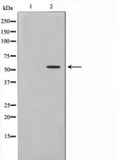 AF0567 staining HepG2 by IF/ICC. The sample were fixed with PFA and permeabilized in 0.1% Triton X-100,then blocked in 10% serum for 45 minutes at 25¡ãC. The primary antibody was diluted at 1/200 and incubated with the sample for 1 hour at 37¡ãC. An  Alexa Fluor 594 conjugated goat anti-rabbit IgG (H+L) Ab, diluted at 1/600, was used as the secondary antibod