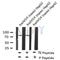 AF8156 at 1/200 staining Rat kidney tissue sections by IHC-P. The tissue was formaldehyde fixed and a heat mediated antigen retrieval step in citrate buffer was performed. The tissue was then blocked and incubated with the antibody for 1.5 hours at 22¡ãC. An HRP conjugated goat anti-rabbit antibody was used as the secondary