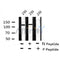 AF8157 staining K562 by IF/ICC. The sample were fixed with PFA and permeabilized in 0.1% Triton X-100,then blocked in 10% serum for 45 minutes at 25¡ãC. The primary antibody was diluted at 1/200 and incubated with the sample for 1 hour at 37¡ãC. An  Alexa Fluor 594 conjugated goat anti-rabbit IgG (H+L) Ab, diluted at 1/600, was used as the secondary antibod