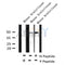 AF8171 at 1/200 staining Rat kidney tissue sections by IHC-P. The tissue was formaldehyde fixed and a heat mediated antigen retrieval step in citrate buffer was performed. The tissue was then blocked and incubated with the antibody for 1.5 hours at 22¡ãC. An HRP conjugated goat anti-rabbit antibody was used as the secondary