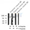 AF8172 at 1/200 staining Human pancreas tissue sections by IHC-P. The tissue was formaldehyde fixed and a heat mediated antigen retrieval step in citrate buffer was performed. The tissue was then blocked and incubated with the antibody for 1.5 hours at 22¡ãC. An HRP conjugated goat anti-rabbit antibody was used as the secondary