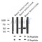 AF8173 at 1/200 staining Rat lung tissue sections by IHC-P. The tissue was formaldehyde fixed and a heat mediated antigen retrieval step in citrate buffer was performed. The tissue was then blocked and incubated with the antibody for 1.5 hours at 22¡ãC. An HRP conjugated goat anti-rabbit antibody was used as the secondary