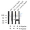 Western blot analysis of extracts from Hepg2, using NDR1/2 (Phospho-Thr444/442) Antibody. Lane 1 was treated with the blocking peptide.