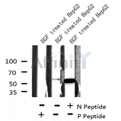 Western blot analysis of extracts from Hepg2, using NDR1/2 (Phospho-Thr444/442) Antibody. Lane 1 was treated with the blocking peptide.
