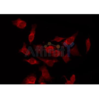 AF0509 staining HepG2 by IF/ICC. The sample were fixed with PFA and permeabilized in 0.1% Triton X-100,then blocked in 10% serum for 45 minutes at 25¡ãC. The primary antibody was diluted at 1/200 and incubated with the sample for 1 hour at 37¡ãC. An  Alexa Fluor 594 conjugated goat anti-rabbit IgG (H+L) Ab, diluted at 1/600, was used as the secondary antibod