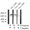 AF8180 at 1/200 staining Rat liver tissue sections by IHC-P. The tissue was formaldehyde fixed and a heat mediated antigen retrieval step in citrate buffer was performed. The tissue was then blocked and incubated with the antibody for 1.5 hours at 22¡ãC. An HRP conjugated goat anti-rabbit antibody was used as the secondary
