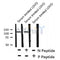 Western blot analysis of TIE1 (Phospho-Tyr1117) using Serum treated LOVO whole cell lysates