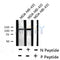 Western blot analysis of extracts from 293, using VE-Cadherin (Phospho-Tyr658) Antibody.