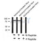 Phospho-GRB2 (Tyr614) Antibody