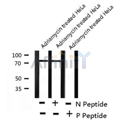 Phospho-GRB2 (Tyr614) Antibody