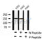 AF8213 staining HeLa by IF/ICC. The sample were fixed with PFA and permeabilized in 0.1% Triton X-100,then blocked in 10% serum for 45 minutes at 25¡ãC. The primary antibody was diluted at 1/200 and incubated with the sample for 1 hour at 37¡ãC. An  Alexa Fluor 594 conjugated goat anti-rabbit IgG (H+L) Ab, diluted at 1/600, was used as the secondary antibod