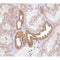 Western blot analysis of extracts from various samples, using NRIP2 Antibody. Lane 1: 293  treated with  blocking peptide; Lane 2: 293; Lane 3: Hela; 