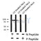AF8216 at 1/200 staining Rat ganstric tissue sections by IHC-P. The tissue was formaldehyde fixed and a heat mediated antigen retrieval step in citrate buffer was performed. The tissue was then blocked and incubated with the antibody for 1.5 hours at 22¡ãC. An HRP conjugated goat anti-rabbit antibody was used as the secondary