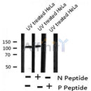 AF8218 at 1/200 staining Rat intestinal tissue sections by IHC-P. The tissue was formaldehyde fixed and a heat mediated antigen retrieval step in citrate buffer was performed. The tissue was then blocked and incubated with the antibody for 1.5 hours at 22¡ãC. An HRP conjugated goat anti-rabbit antibody was used as the secondary