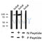 AF8220 staining Hela by IF/ICC. The sample were fixed with PFA and permeabilized in 0.1% Triton X-100,then blocked in 10% serum for 45 minutes at 25¡ãC. The primary antibody was diluted at 1/200 and incubated with the sample for 1 hour at 37¡ãC. An  Alexa Fluor 594 conjugated goat anti-rabbit IgG (H+L) Ab, diluted at 1/600, was used as the secondary antibod