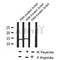 Western blot analysis of Histone H2A (Phospho-Ser2) using PMA treated Jurkat whole cell lysates