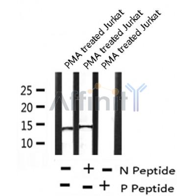 Western blot analysis of Histone H2A (Phospho-Ser2) using PMA treated Jurkat whole cell lysates