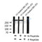 Western blot analysis of ATM (Phospho-Ser1981) using UV treated NIH-3T3 whole cell lysates