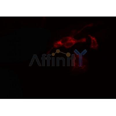 AF0517 staining Hela cells by IF/ICC. The sample were fixed with PFA and permeabilized in 0.1% Triton X-100,then blocked in 10% serum for 45 minutes at 25¡ãC. The primary antibody was diluted at 1/200 and incubated with the sample for 1 hour at 37¡ãC. An  Alexa Fluor 594 conjugated goat anti-rabbit IgG (H+L) antibody(Cat.