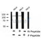 AF8227 staining NIH-3T3 by IF/ICC. The sample were fixed with PFA and permeabilized in 0.1% Triton X-100,then blocked in 10% serum for 45 minutes at 25¡ãC. The primary antibody was diluted at 1/200 and incubated with the sample for 1 hour at 37¡ãC. An  Alexa Fluor 594 conjugated goat anti-rabbit IgG (H+L) Ab, diluted at 1/600, was used as the secondary antibod