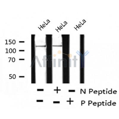 AF8227 staining NIH-3T3 by IF/ICC. The sample were fixed with PFA and permeabilized in 0.1% Triton X-100,then blocked in 10% serum for 45 minutes at 25¡ãC. The primary antibody was diluted at 1/200 and incubated with the sample for 1 hour at 37¡ãC. An  Alexa Fluor 594 conjugated goat anti-rabbit IgG (H+L) Ab, diluted at 1/600, was used as the secondary antibod