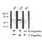 Western blot analysis of extracts from mouse lung, using IFNAR1 (Phospho-Ser535) Antibody.