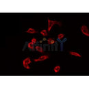 AF0448 staining Hela by IF/ICC. The sample were fixed with PFA and permeabilized in 0.1% Triton X-100,then blocked in 10% serum for 45 minutes at 25¡ãC. The primary antibody was diluted at 1/200 and incubated with the sample for 1 hour at 37¡ãC. An  Alexa Fluor 594 conjugated goat anti-rabbit IgG (H+L) Ab, diluted at 1/600, was used as the secondary antibod
