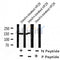 AF8237 at 1/200 staining Rat lung tissue sections by IHC-P. The tissue was formaldehyde fixed and a heat mediated antigen retrieval step in citrate buffer was performed. The tissue was then blocked and incubated with the antibody for 1.5 hours at 22¡ãC. An HRP conjugated goat anti-rabbit antibody was used as the secondary