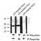 AF8242 at 1/200 staining Mouse kidney tissue sections by IHC-P. The tissue was formaldehyde fixed and a heat mediated antigen retrieval step in citrate buffer was performed. The tissue was then blocked and incubated with the antibody for 1.5 hours at 22¡ãC. An HRP conjugated goat anti-rabbit antibody was used as the secondary