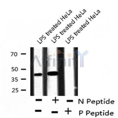 AF8242 at 1/200 staining Mouse kidney tissue sections by IHC-P. The tissue was formaldehyde fixed and a heat mediated antigen retrieval step in citrate buffer was performed. The tissue was then blocked and incubated with the antibody for 1.5 hours at 22¡ãC. An HRP conjugated goat anti-rabbit antibody was used as the secondary