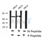 Western blot analysis of extracts from 293, using BAG3 (Phospho-Tyr457) Antibody.