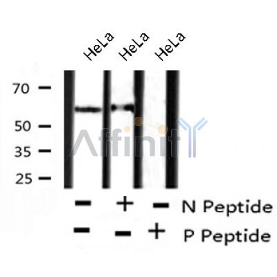 Western blot analysis of extracts from 293, using BAG3 (Phospho-Tyr457) Antibody.