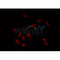 AF0415 staining HuvEc by IF/ICC. The sample were fixed with PFA and permeabilized in 0.1% Triton X-100,then blocked in 10% serum for 45 minutes at 25¡ãC. The primary antibody was diluted at 1/200 and incubated with the sample for 1 hour at 37¡ãC. An  Alexa Fluor 594 conjugated goat anti-rabbit IgG (H+L) Ab, diluted at 1/600, was used as the secondary antibod